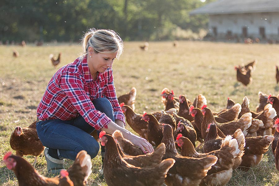 Specialized Business Insurance - a Poultry Farmer Cares for a Flock of Chickens in the Yard, a Large Commercial Farm Building Behind Her